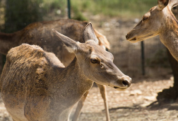 Fototapeta premium Animal de zoo - gazelle