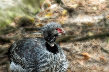 Baby Bird,  South American 