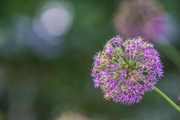 Purple flower