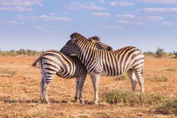 Fototapeta na wymiar Couple of zebras from Kruger National Park, equus quagga