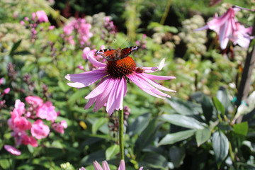Flower and butterfly