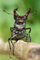 Hirschkäfer - [Lucanus cervus] © rorue
