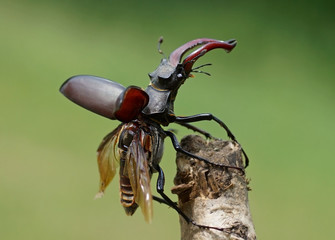 Hirschkäfer - [Lucanus cervus] © rorue