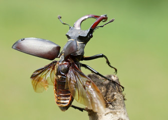 Hirschkäfer - [Lucanus cervus] © rorue