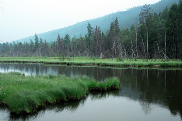 misty morning on the lake. early summer morning. drizzling rain. forest on the lake. photo toned.soft focus