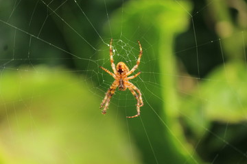 Spider on above