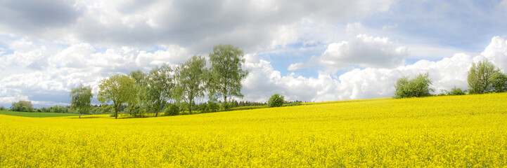 Frühlingshaftes Rapsfeld 