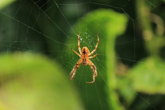 Orange spider