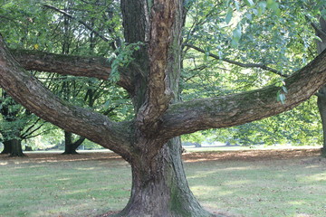 Toller Baum im Park