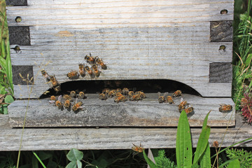 abeilles à leur ruche, 