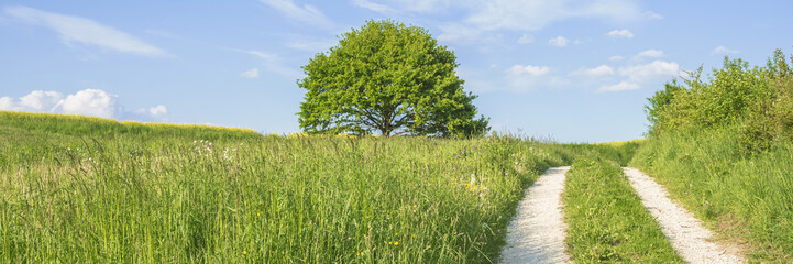 Eiche in sommerlicher Landschaft mit Wanderweg