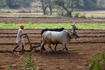 Charrue à bœufs au Rajasthan, Inde