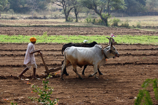 Charrue &agrave; b&oelig;ufs au Rajasthan, Inde