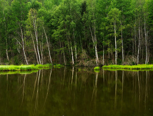 Obraz premium misty morning on the lake. early summer morning. drizzling rain. forest on the lake. photo toned.soft focus