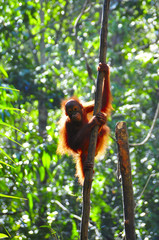 Baby orangutan on a branch of tree