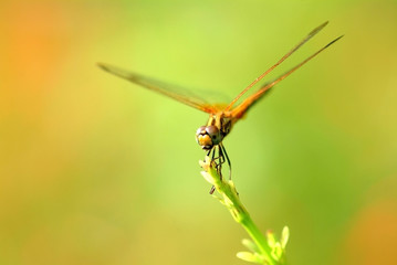 Dragonfly,  insect, animal, nature,macro,bug.
