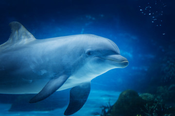 Flipper