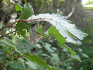 Bosques en otoño a los márgenes de un río.