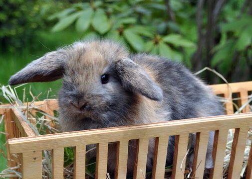 Holl&auml;ndischer Zwergwidder