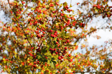 Rowan tree at autumn forest