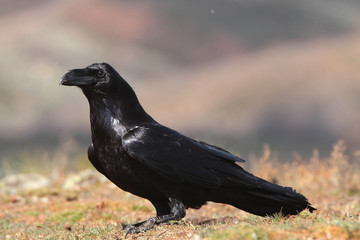 One crow resting on dry grass