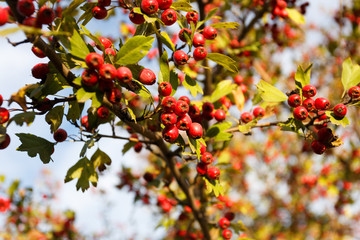 Rowan tree at autumn forest