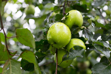 green ripe apples on tree branch