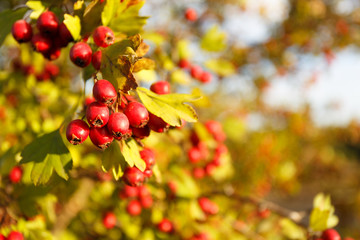 Rowan tree at autumn forest