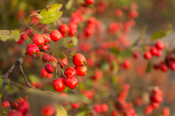 Obraz premium Rowan tree at autumn forest