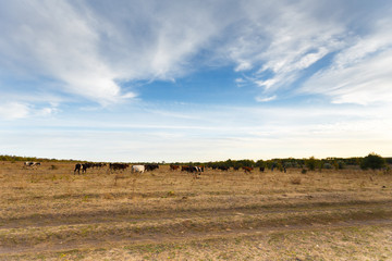 Obraz premium Cows in the autumn meadow