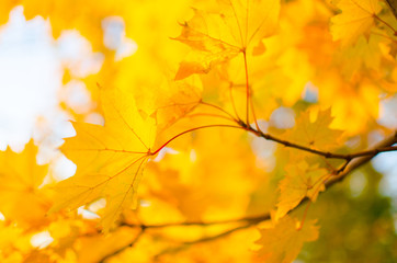 Yellow maple leaves.