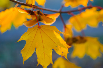 Obraz premium Yellow maple leaves.