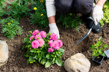 Woman is planting marigold (Tagetes)  seedlings in the flower garden, horticulture and the flower...