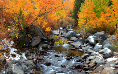 Obraz na płótnie Canvas Running water through aspen trees in autumn time