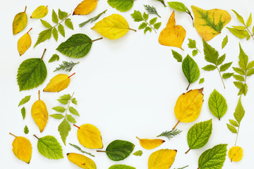 Top view of beautiful autumn leaves on white background