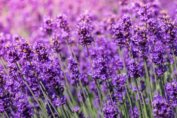 Lavender blooming in the summer
