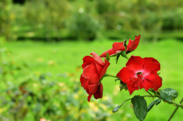Rose at green garden
