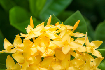Obraz premium Spike Flower, Yellow Color.Yellow flower spike.Ixora Flower