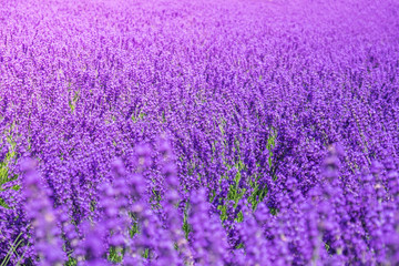 Lavender field with blurred in the foreground
