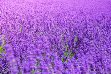 Plexiglas keuken achterwand Lavendel Lavender field with blurred in the foreground