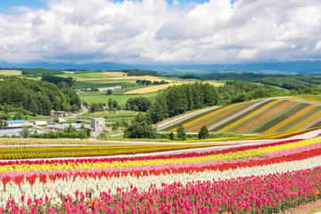 Flower garden on the hill at Hokkaido, Japan