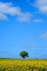 Single tree in a yellow oilseed field