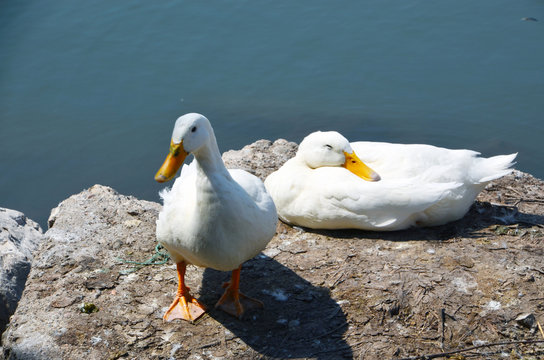 White domestic geese