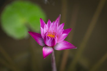 Beautiful Pink Lotus shallow deep of field