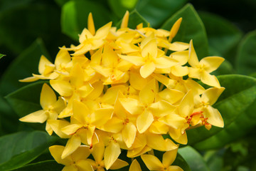 Obraz premium Spike Flower, Yellow Color.Yellow flower spike.Ixora Flower