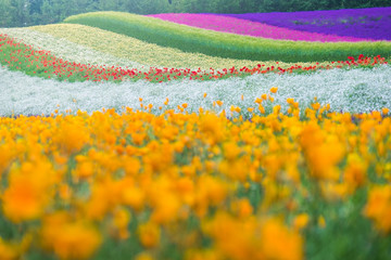 Colorful garden with blurred in then foreground