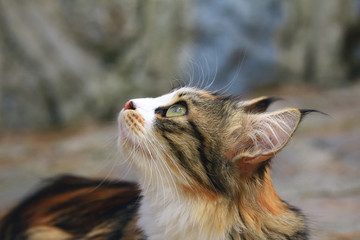 Fototapeta premium Uzun Kulaklı Kedi