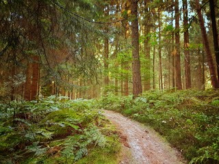 Fototapeta premium Waldweg in einem natürlichen Wald