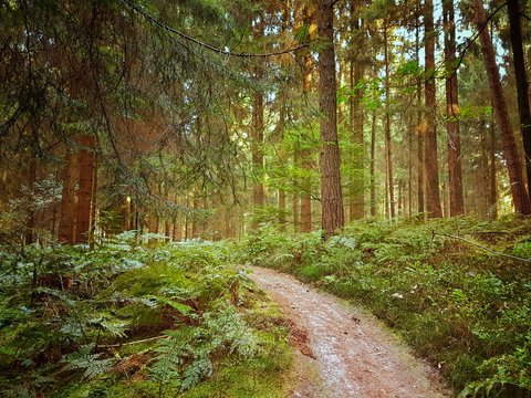 Waldweg in einem nat&uuml;rlichen Wald