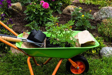 Colorful wheelbarrow with Tagetes seedlings and work tools near the flower garden in the countryside, horticulture and the flower planting concept 
